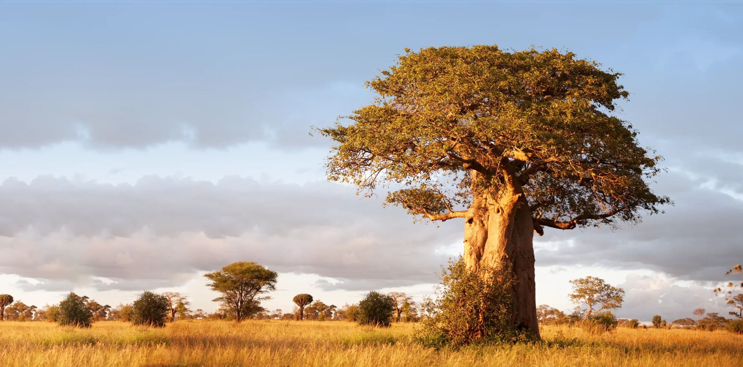 Tarangire National Park – Where Giants Roam and Baobabs Tower