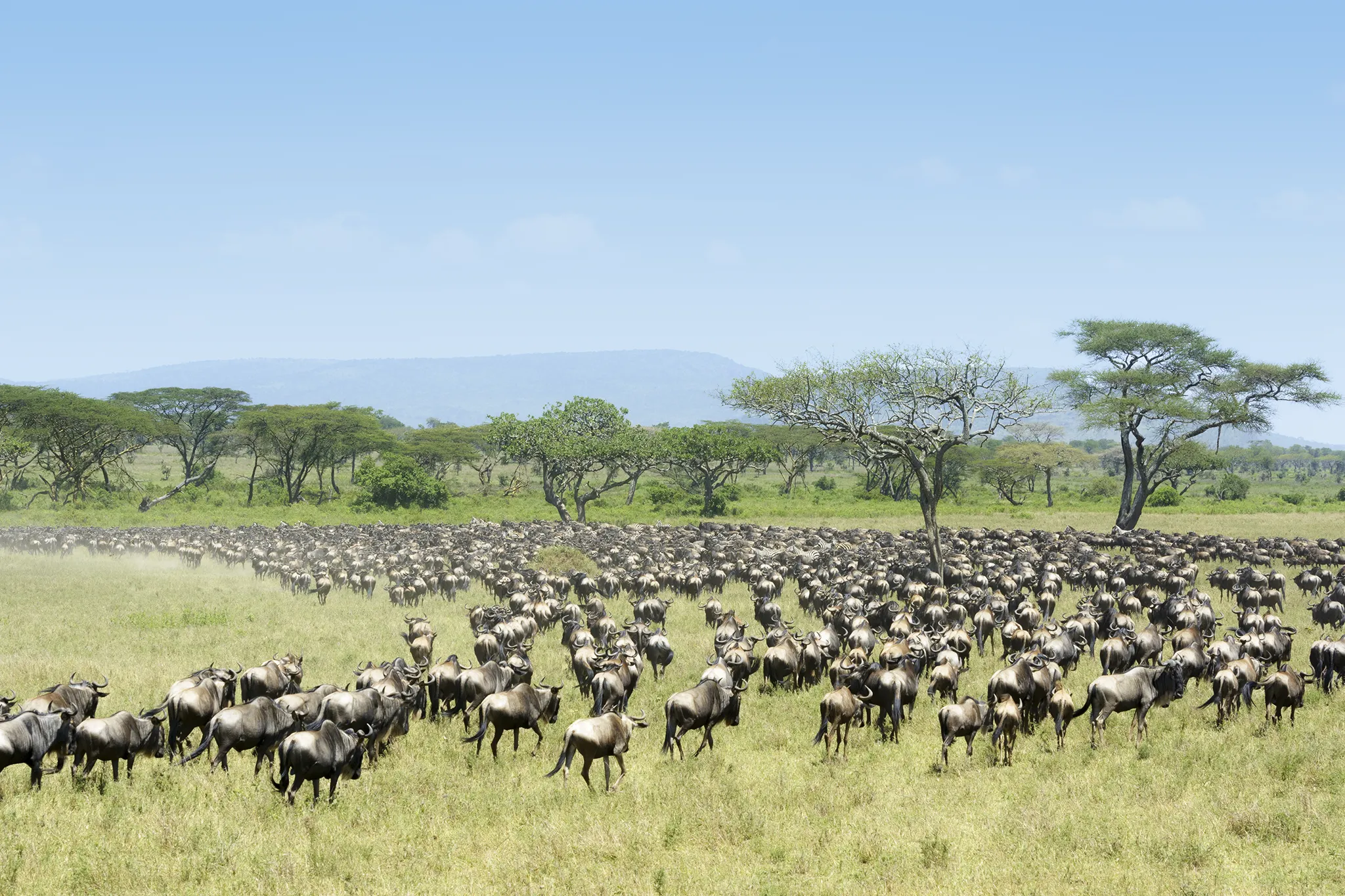 Witness The Great Migration On A Serengeti Safari In Tanzania