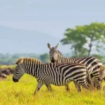 Tanzania National Parks