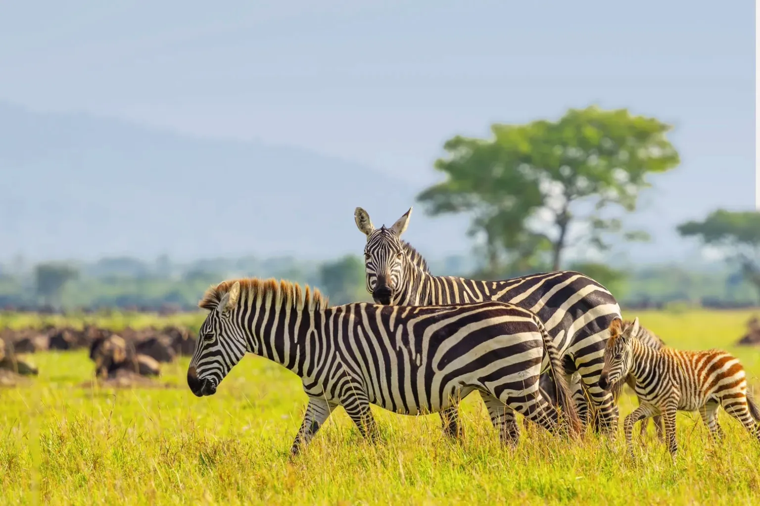 Tanzania National Parks