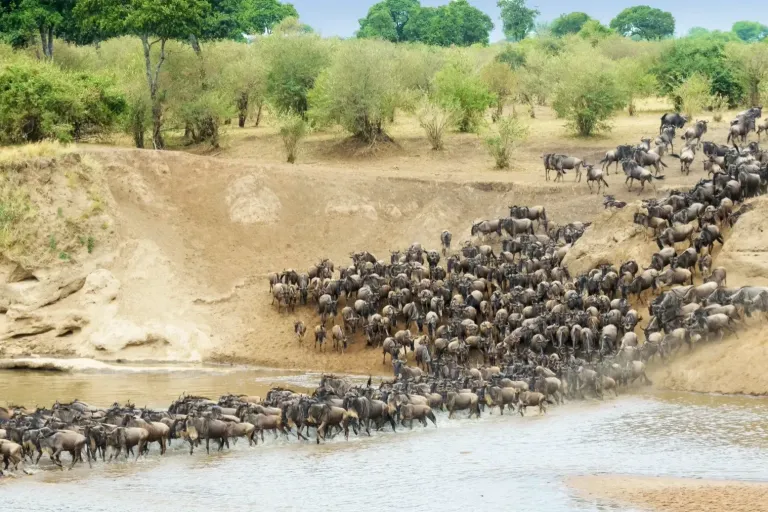 Understanding Seasonal Trends and Wildlife Migration in Tanzania
