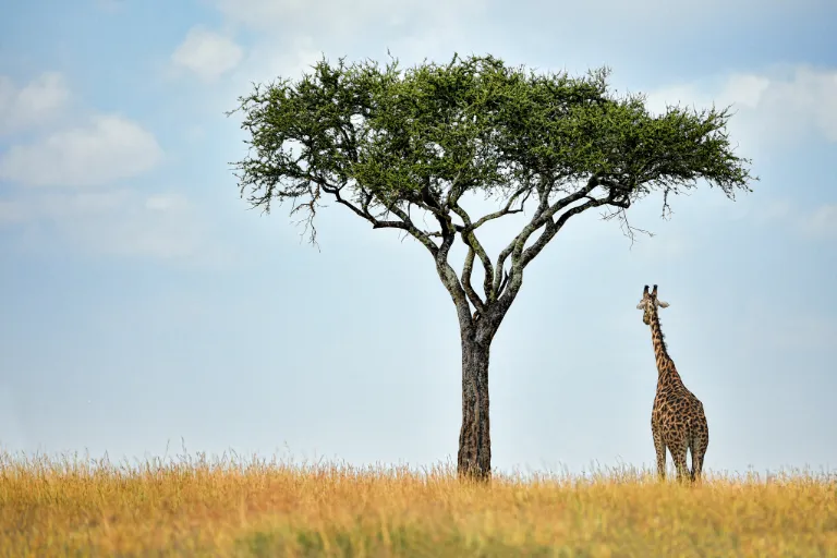 What Are All The Zones Of Serengeti National Park