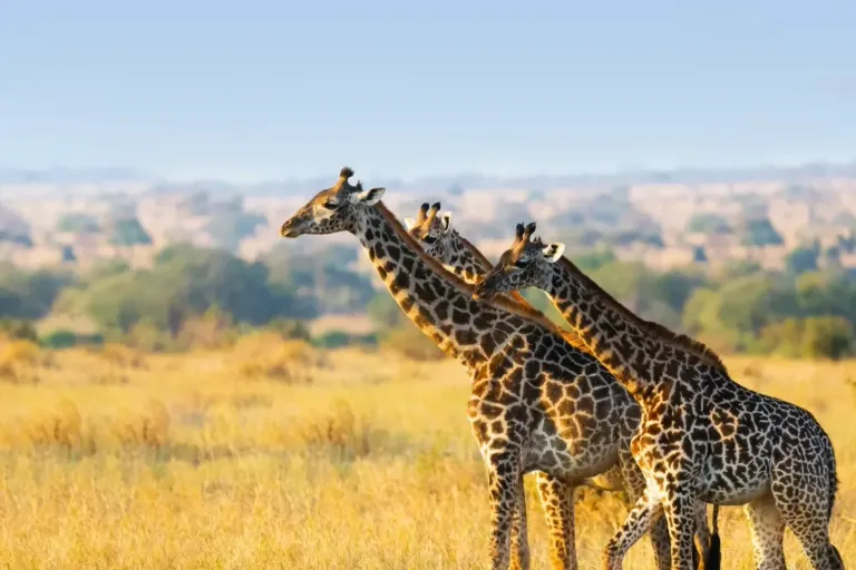 When Is The Best Time To Visit Tarangire National Park?