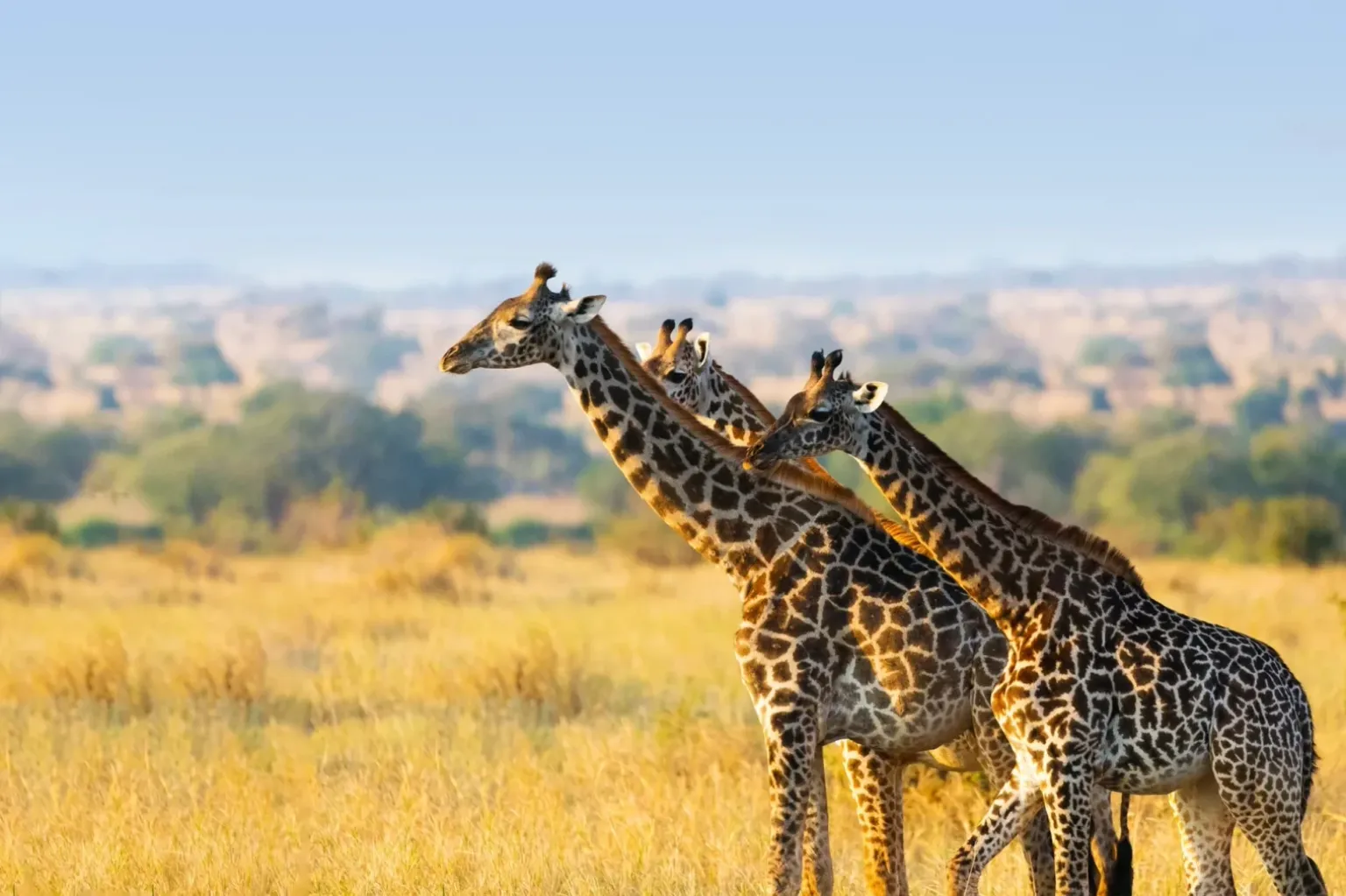 Best Time To Visit Tarangire National Park