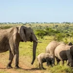 Tanzania National Parks