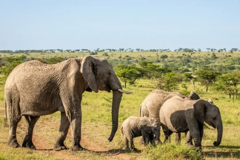 Why Tanzania National Parks Should Be on Your 2025 Bucket List?