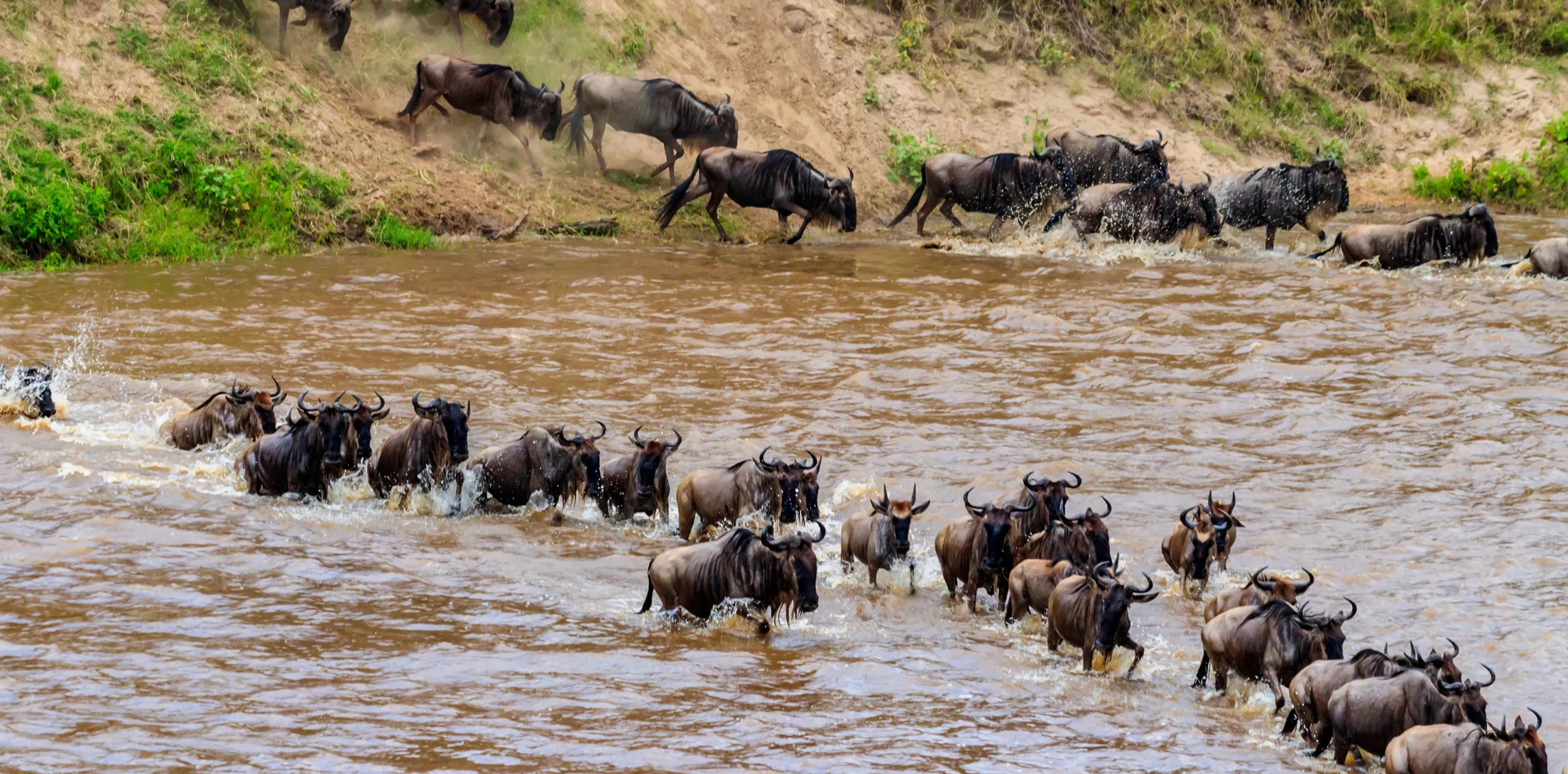 A Guide to A 2023-24 Serengeti Wildebeest Migration Safari