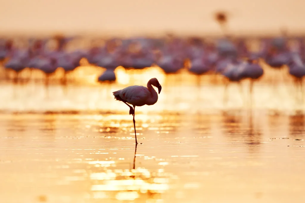 Lake Manyara National Park