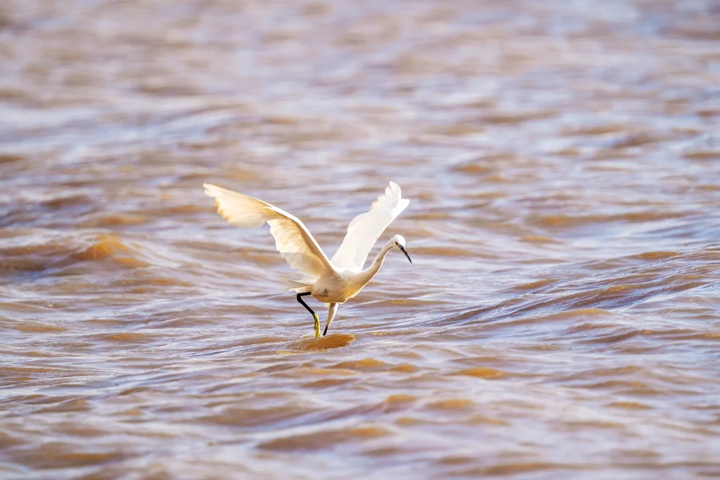 Lake Manyara National Park