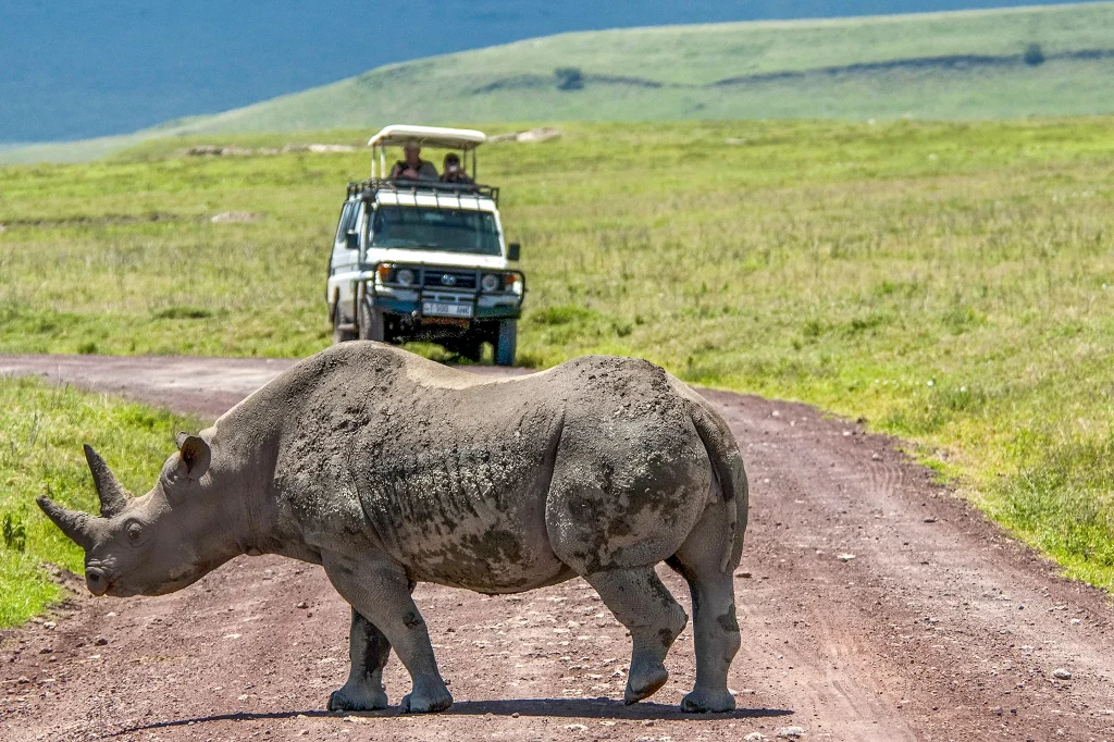 Ngorongoro Safari