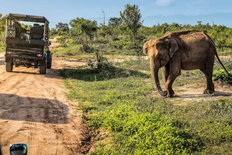 Find The Best Things To Do in Tanzania for Nature Lovers and Adventurers