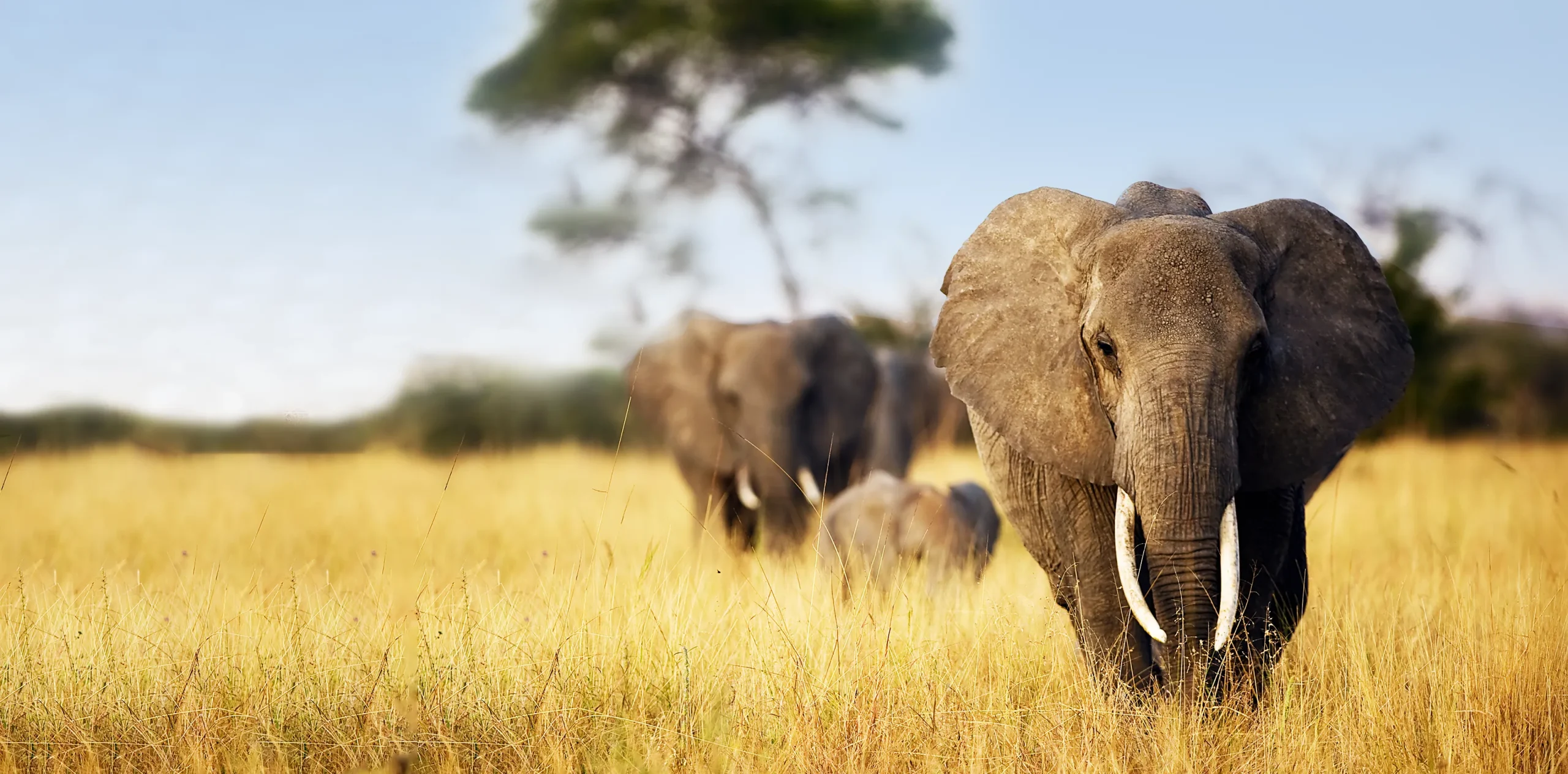 Best Time to Visit Tanzania to Experience the Ultimate Dream Safari