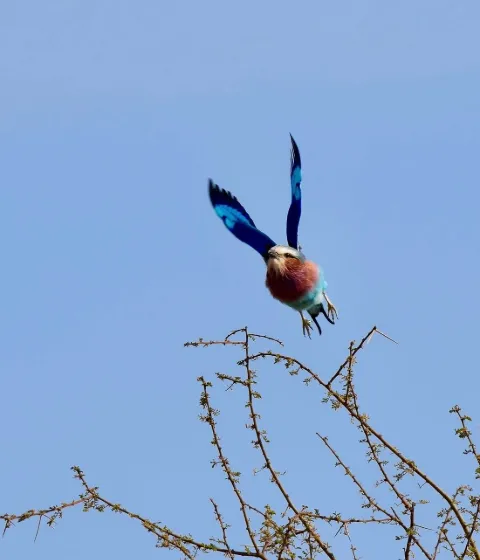 Tanzania Bird Watching