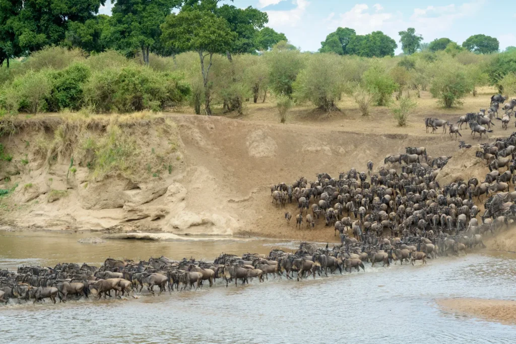 Serengeti wildebeest migration