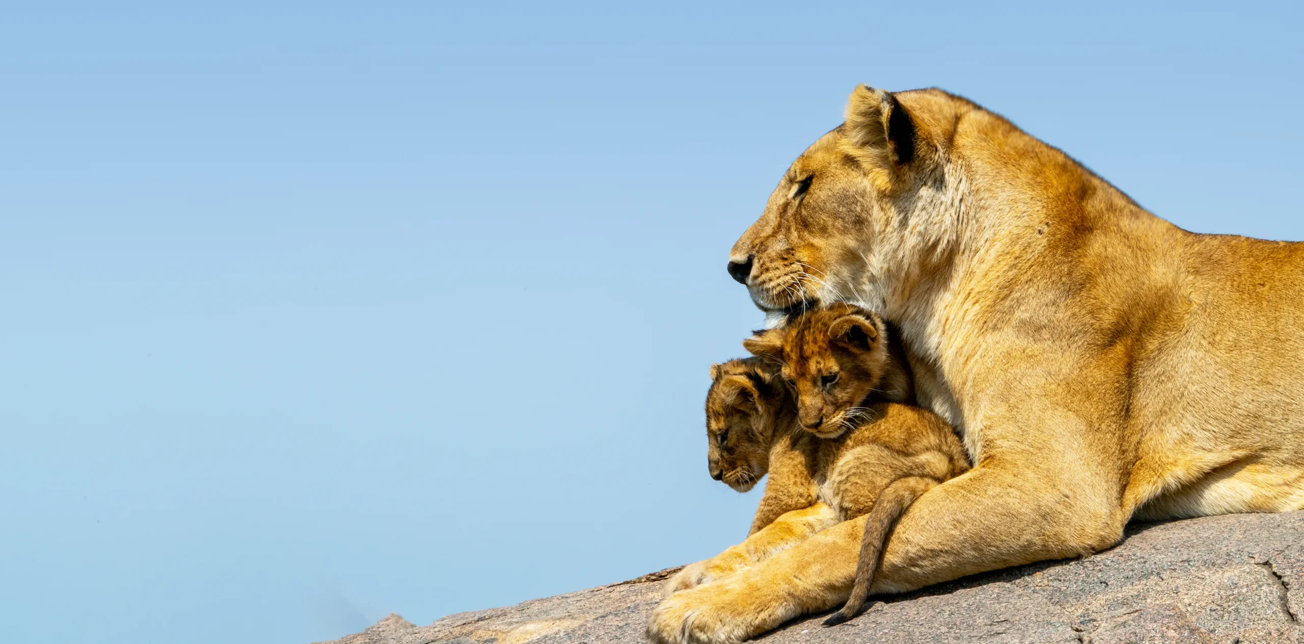 How To Travel Safely During Tanzania Safaris In 2022?