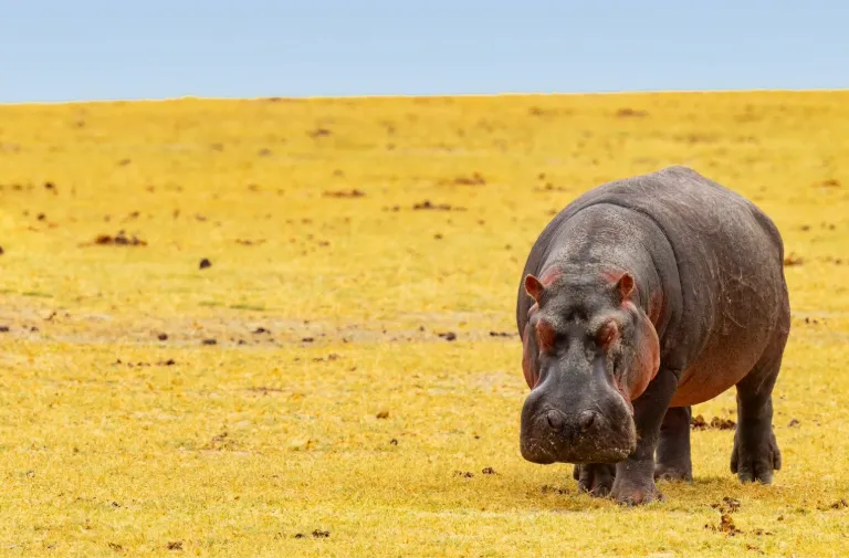 Is It Possible to Support Conservation During a Tanzania Safari?