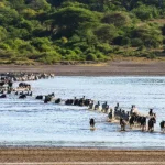 Serengeti Wildebeest Migration