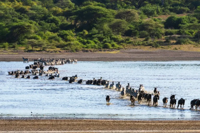 Serengeti Wildebeest Migration