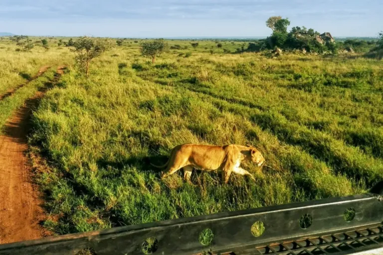 Tanzania Safari Tours