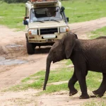 Tanzania Travel Trends 2025