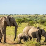 Tanzania National Parks