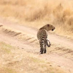 Serengeti Safari