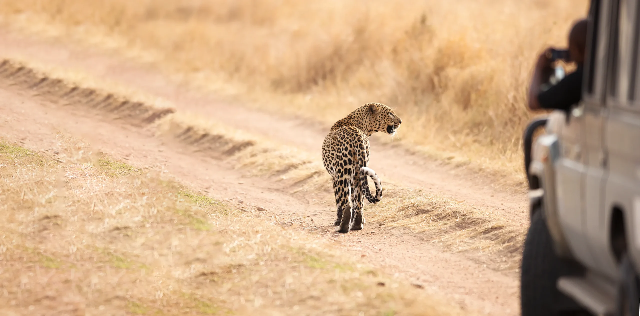 How To Plan a Serengeti Safari