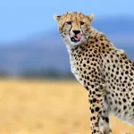 Serengeti Safari