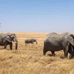 Tanzania Safari Tours