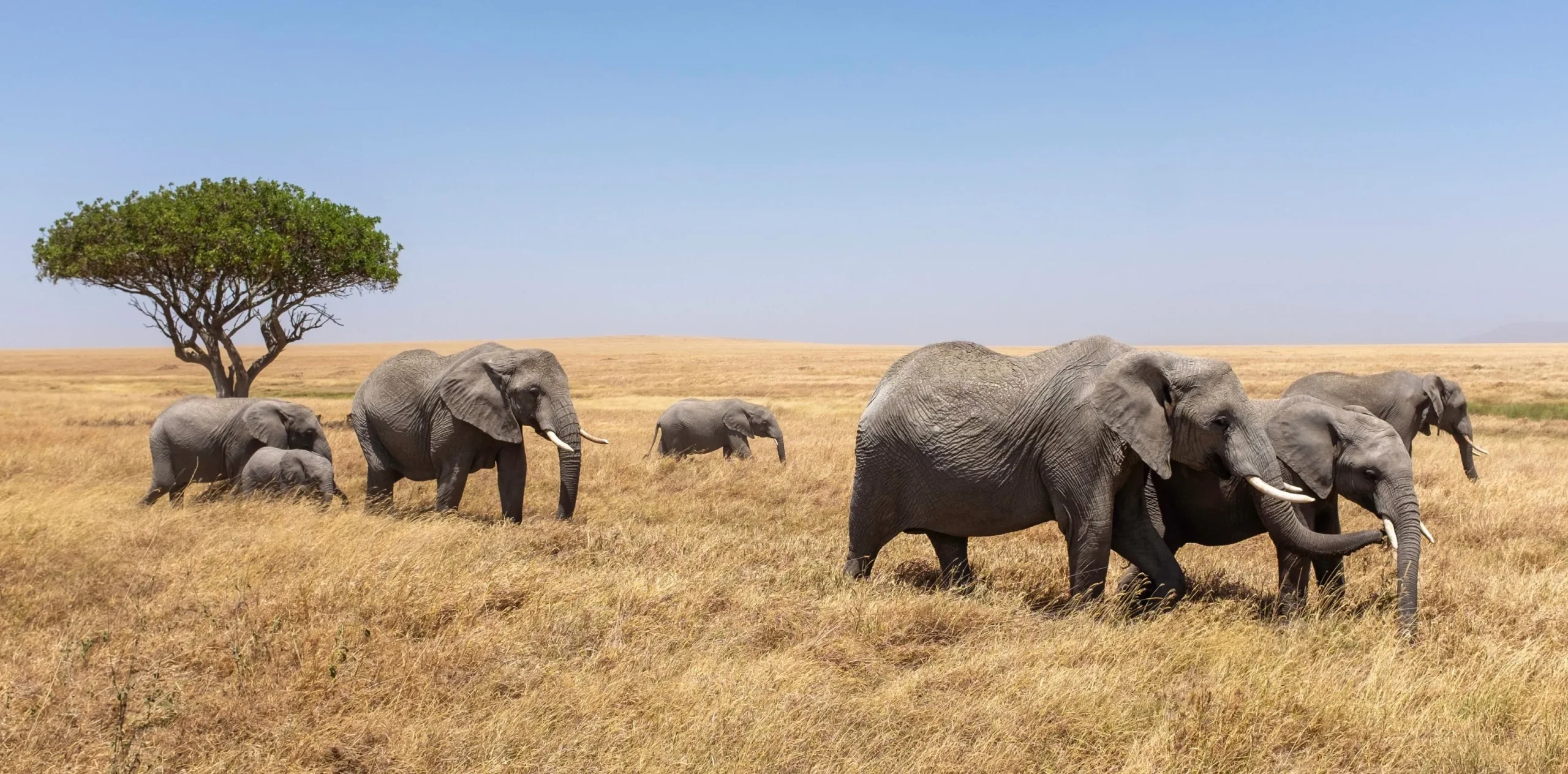 Northern Tanzania vs Southern Tanzania – Which Is the Best for Tanzania Safari?