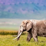 Tanzania National Parks