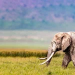 Roaming With Wildlife