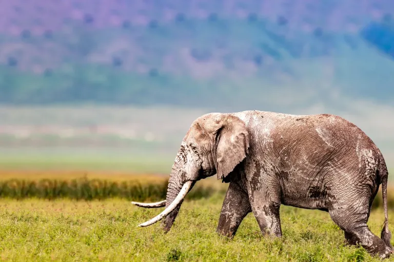 Roaming with Wildlife- Exploring the Untamed Tanzania National Parks