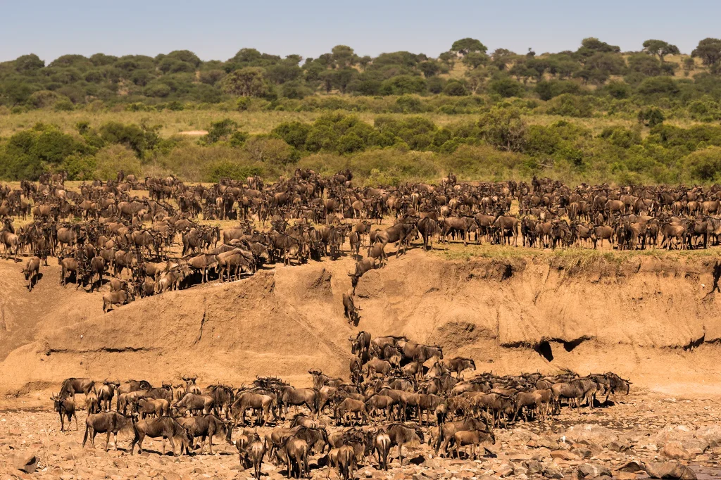 Serengeti Great Migrations
