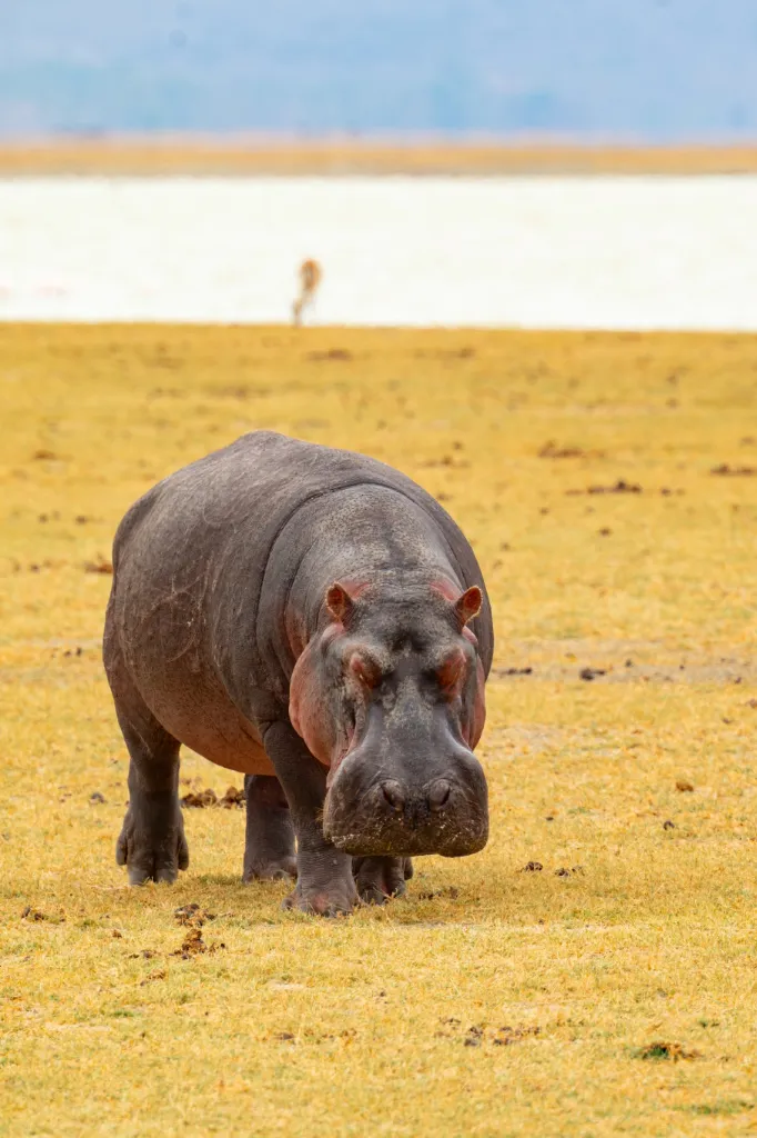 Tanzania Wildlife