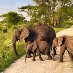 Tanzania National Parks