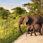 Tanzania National Parks