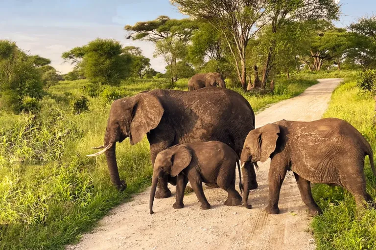 Tanzania National Parks – A Playground for Wildlife Watching