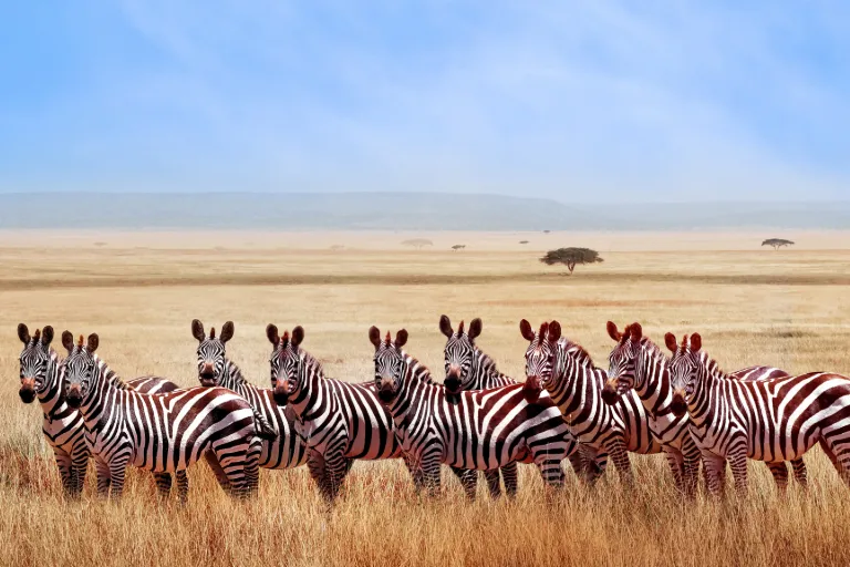Tanzania National Parks – Where Adventure Meets Nature