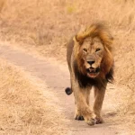 Tanzania Big Five Safaris