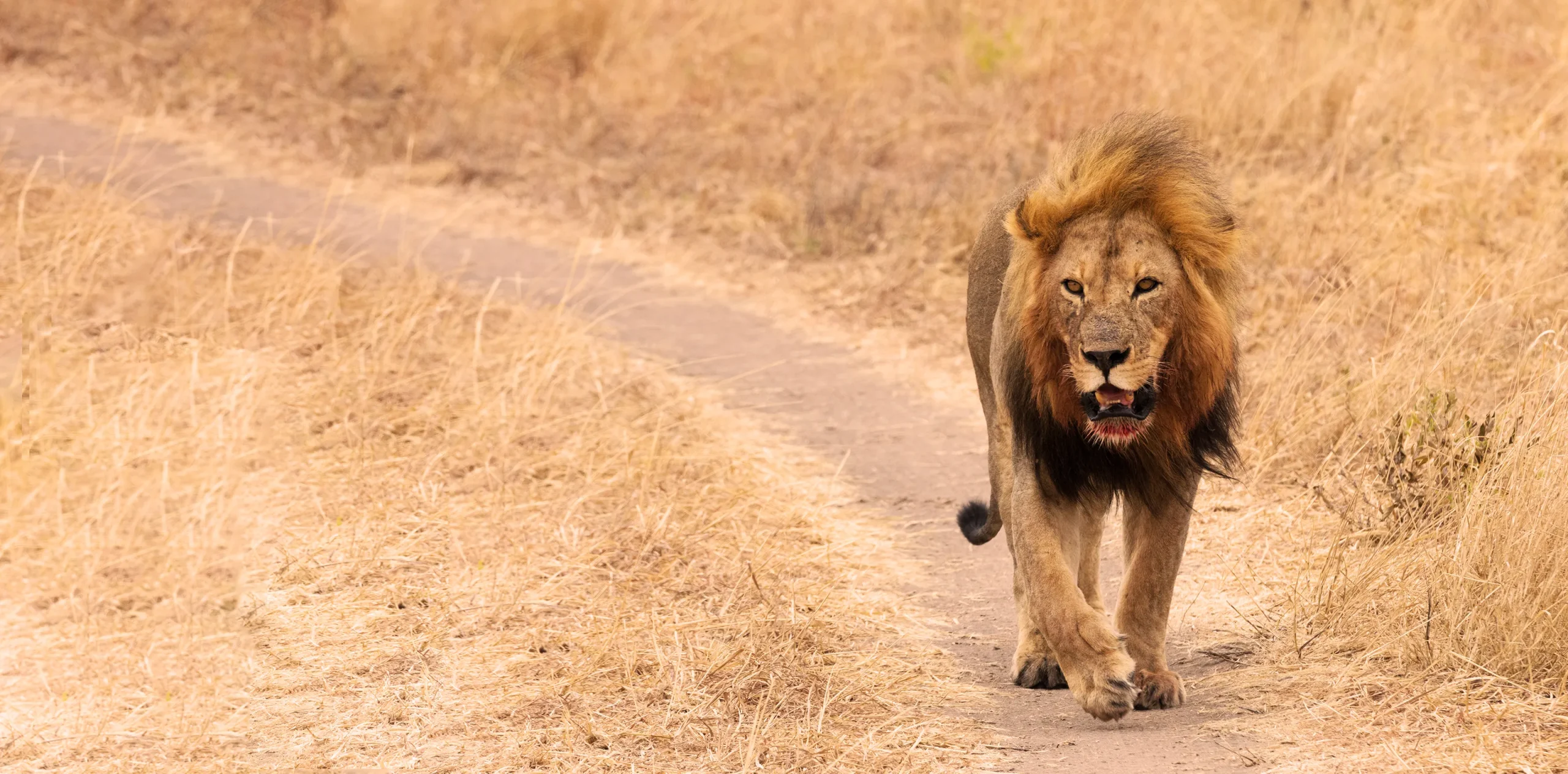3 Tanzania Safari Packages for Wildlife Lovers to Spot the Big Five and More
