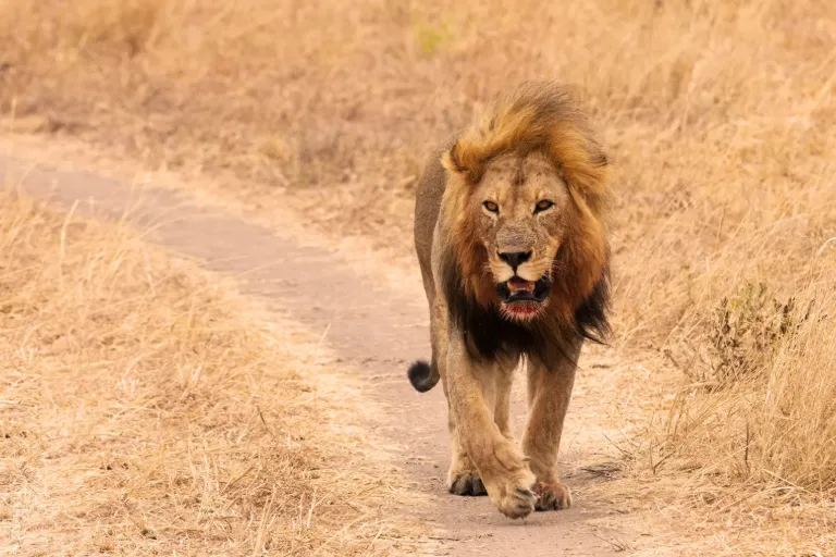 Tanzania Big Five Safaris