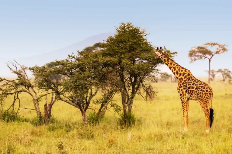 Tanzania Safari Packages – Top 6 Reasons Why You Should Go for a Tanzania Safari