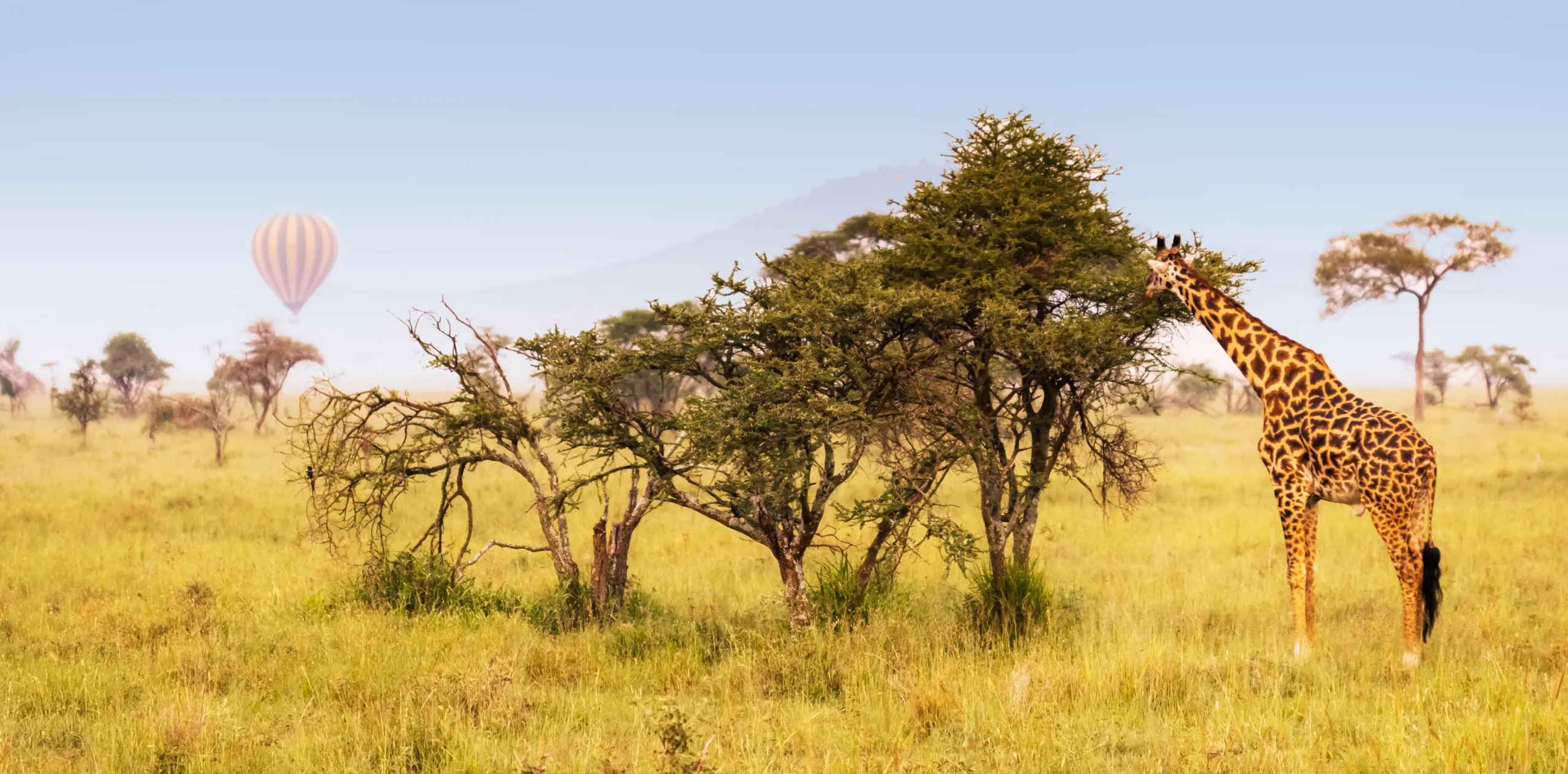 Tanzania Safari Packages – Top 6 Reasons Why You Should Go for a Tanzania Safari