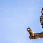 Tanzania Birdings Safari Packages