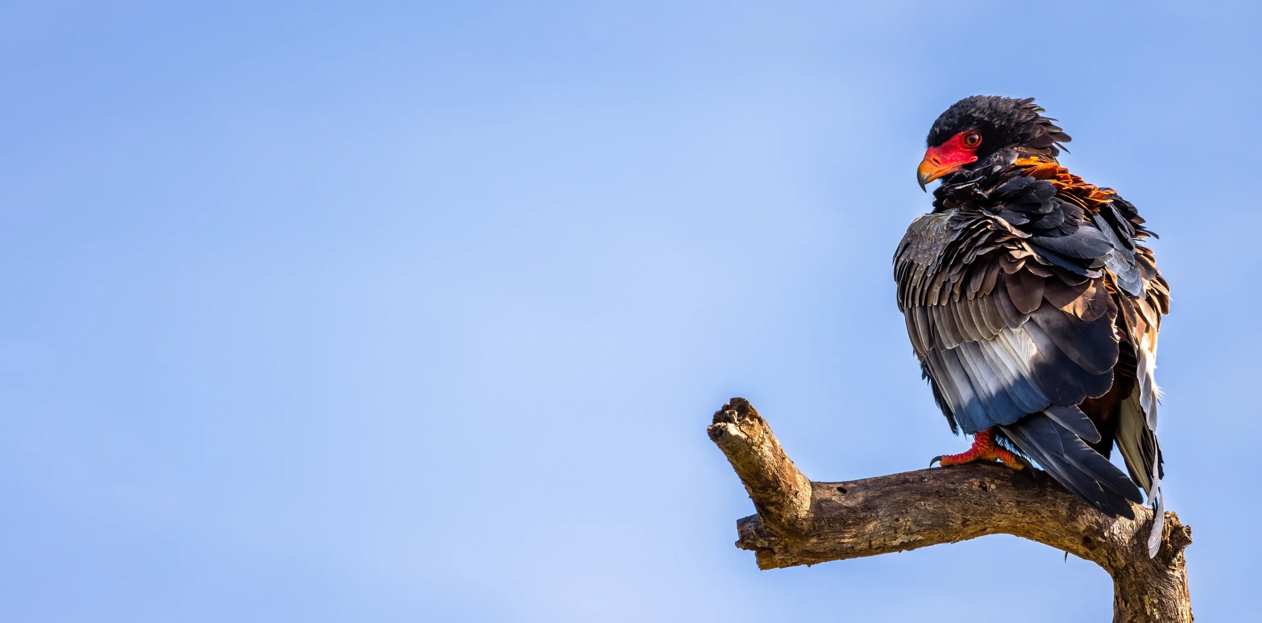 The Best Tanzania Birding Safari Packages for Bird-Watching Enthusiasts
