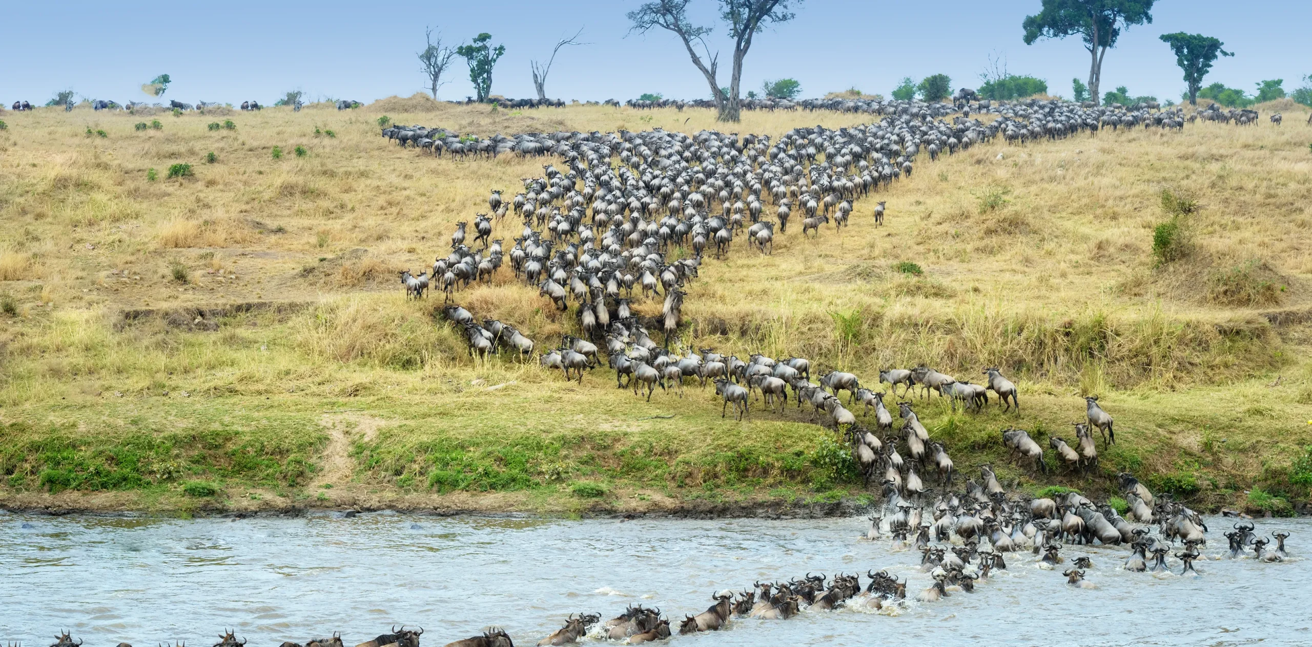 Witness The Circle of Life – Wildebeest Migration and Predators in Serengeti!