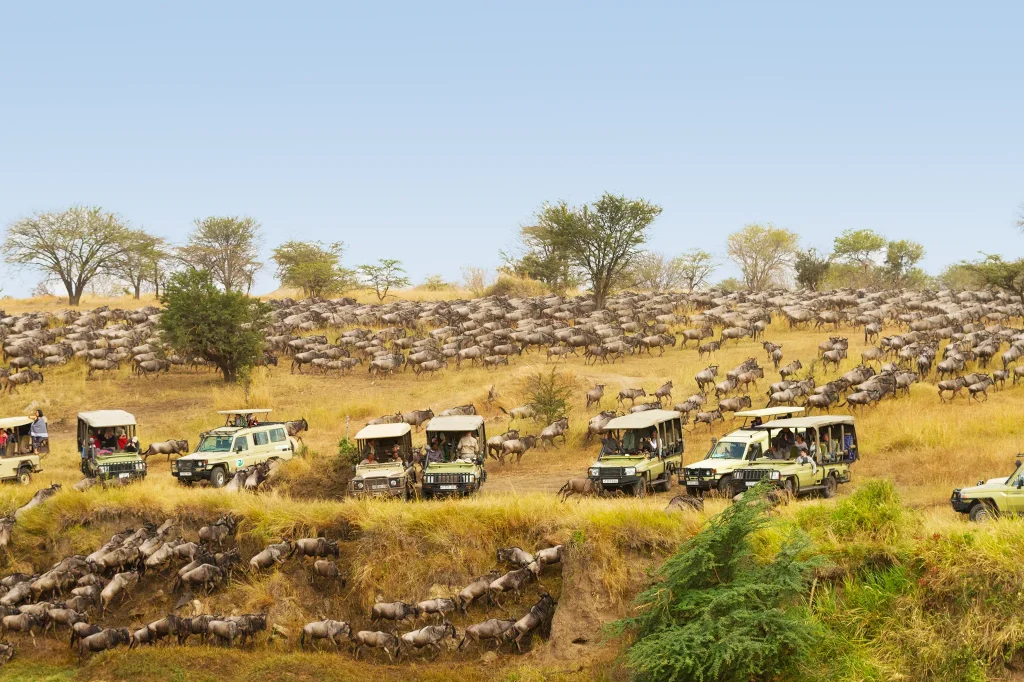 Serengeti Migration