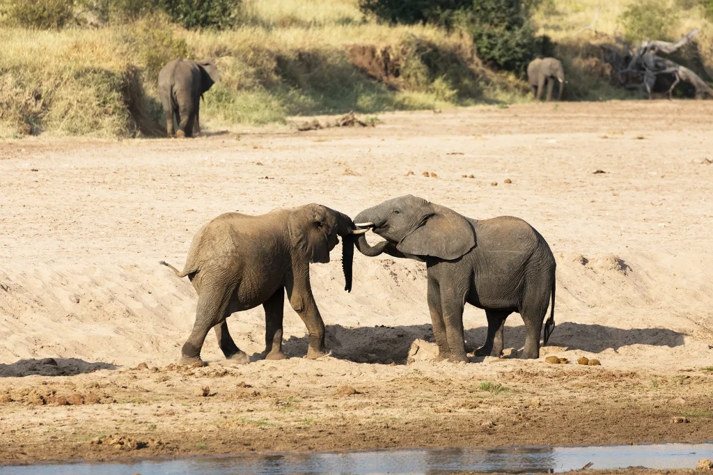 Tarangire Safari