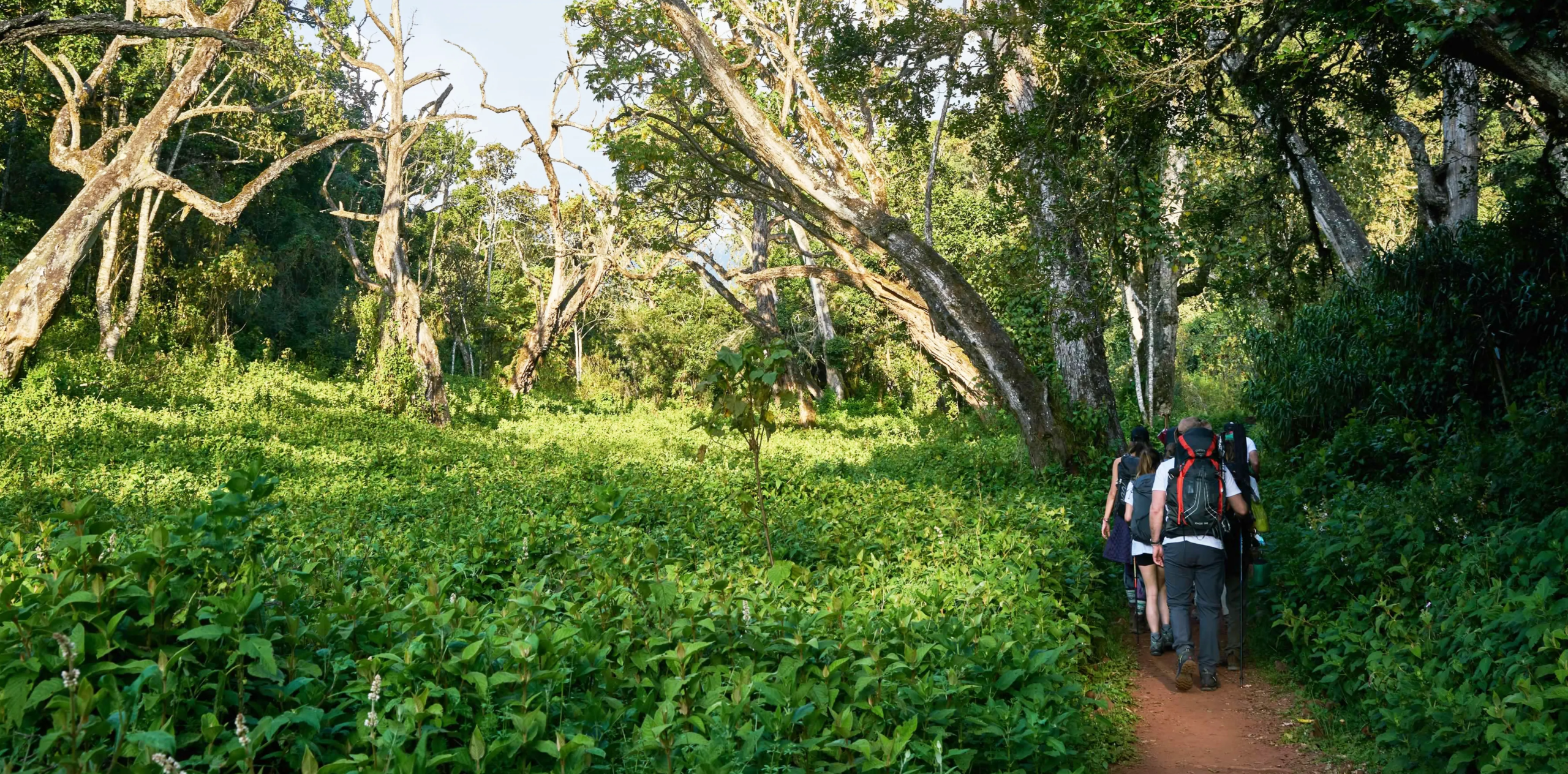 Top 10 Must-Do Activities in Moshi for Every Traveler